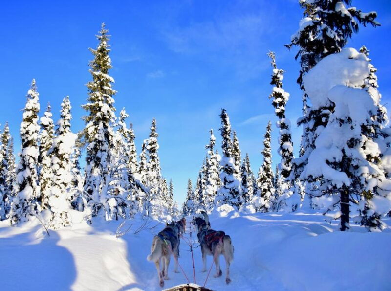 kiruna-family-friendly-short-husky-tour-with-coffee