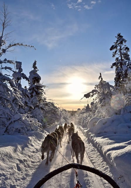 kiruna-family-friendly-short-husky-tour-with-coffee