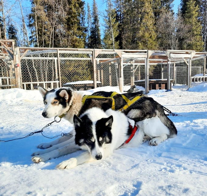 kiruna-family-friendly-short-husky-tour-with-coffee