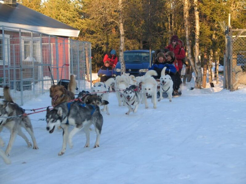kiruna-family-friendly-short-husky-tour-with-coffee