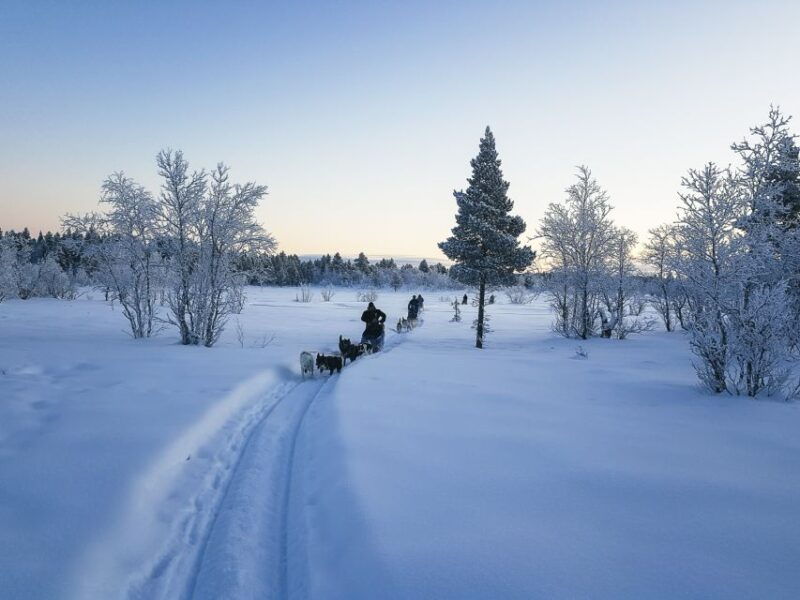 kiruna-guided-afternoon-drive-your-own-dog-sled-tour