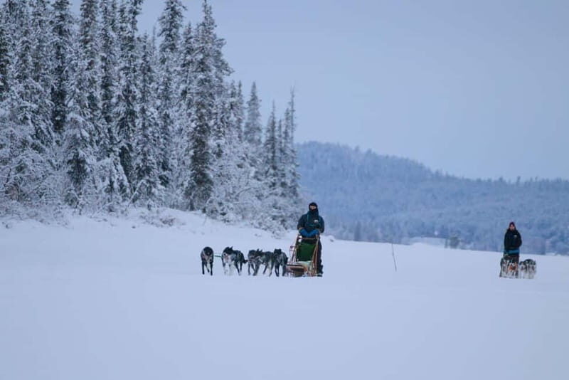 Kiruna: Husky Sled Ride with Traditional Lunch - A Closer Look at the Husky Sled Tour