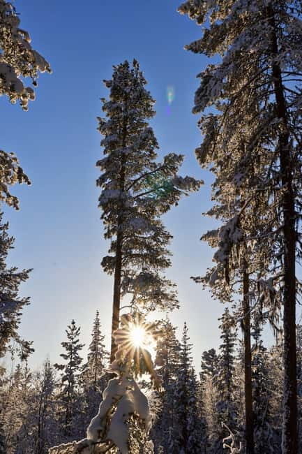 Kiruna: Husky Sled Ride with Traditional Lunch - Who Would Love This Tour?