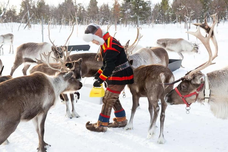 KIRUNA: Reindeer Sled Ride in the Countryside - The Itinerary: What to Expect