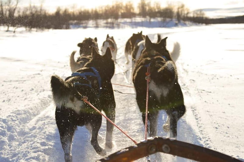 Kiruna: Self-drive Husky Morning Tour - Discovering Kiruna: A Self-Drive Husky Morning Tour