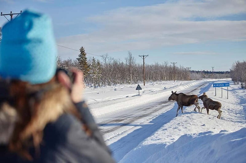 Kiruna: Wildlife and nature photography - What Makes This Tour Special?