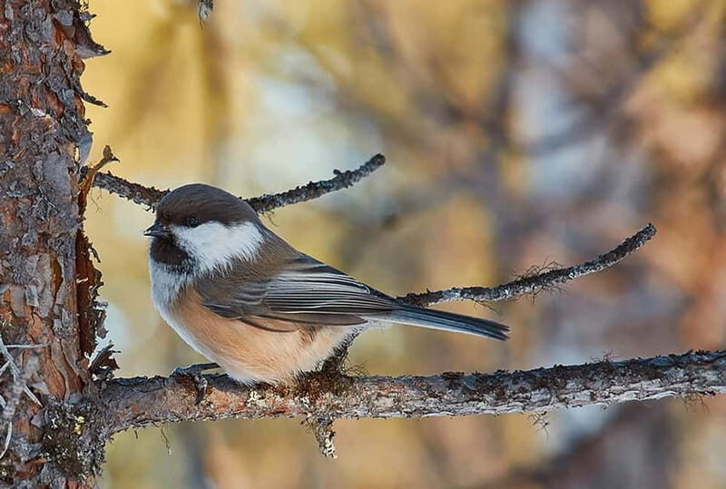 Kiruna: Wildlife and nature photography - FAQ