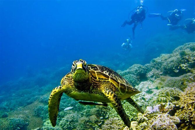 Kisite Marine Park Private Boat Snorkeling with breakfast & Lunch - Practical Aspects of the Tour