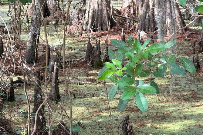kissimmee-and-st-cloud-beach-tour-on-all-electric-trike-4-hrs
