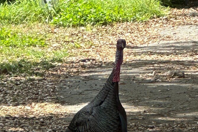 kissimmee-and-st-cloud-beach-tour-on-all-electric-trike-8-hrs