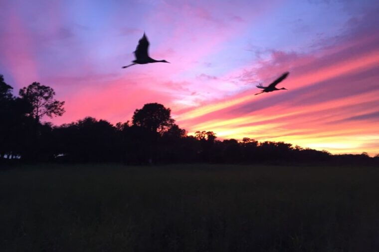 kissimmee-boggy-creek-sunset-airboat-tour
