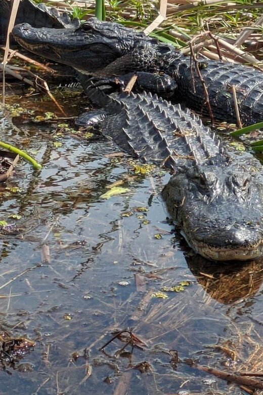 Kissimmee: Everglades Alligator and Wildlife Airboat Tour - Key Points