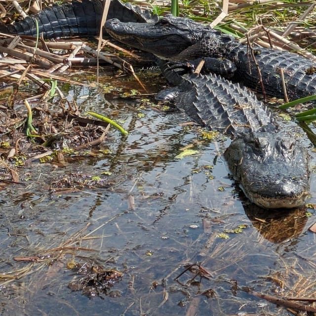 Kissimmee: Everglades Alligator and Wildlife Airboat Tour - The Experience: What to Expect on Your Airboat Tour