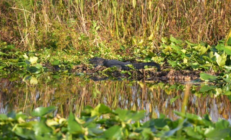 kissimmee-florida-everglades-pontoon-boat-tour