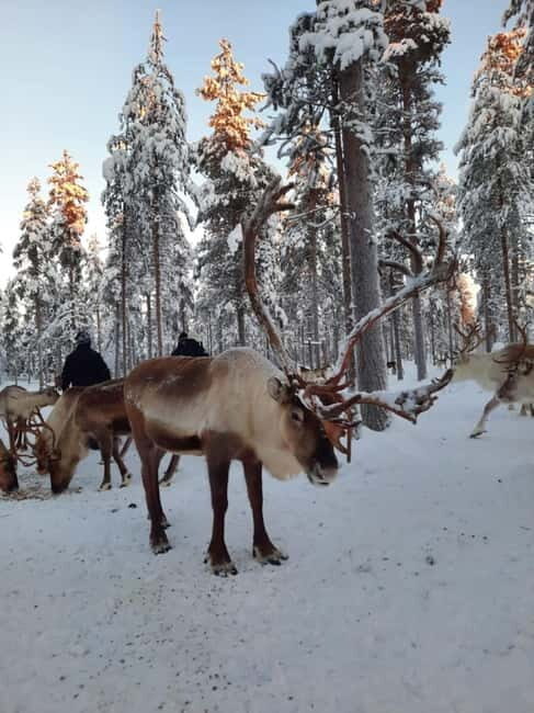 Kittilä / Levi: Husky Farm Guided Tour - Who This Tour Is Best For