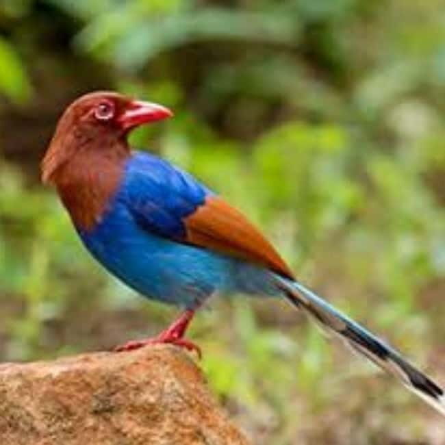 Kitulgala: Guided Full-Day Bird Watching & Cycling Tour - Practical Details and What It Means for You