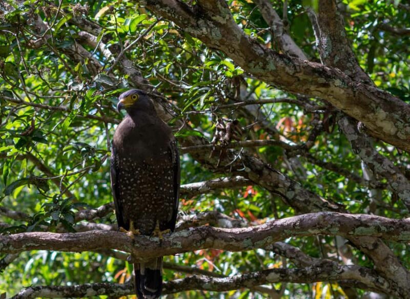 Kitulgala Water Rafting Day Tour from Colombo and Bentota - Key Points