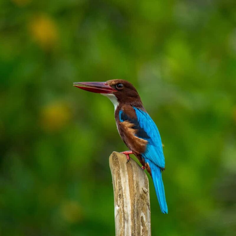 Kitulgala Water Rafting Day Tour from Colombo and Bentota - A Complete Breakdown of the Kitulgala Water Rafting Experience