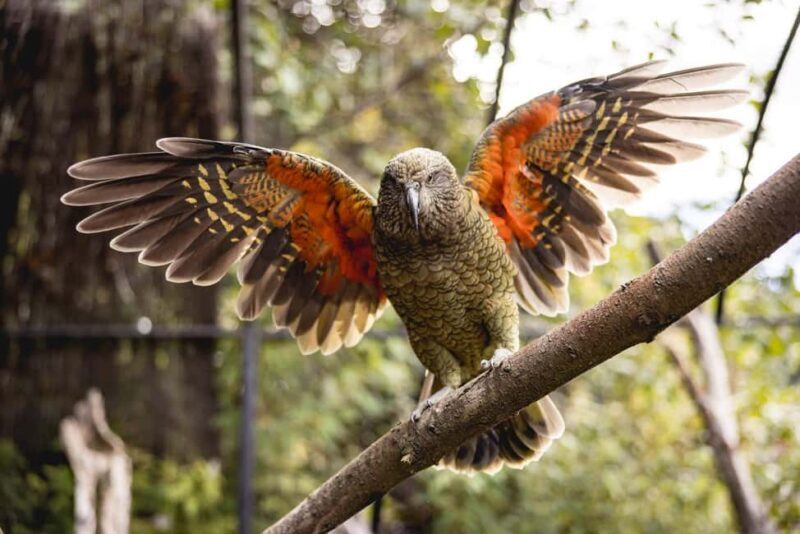 Kiwi Park Admission Ticket - An In-Depth Look at Kiwi Park