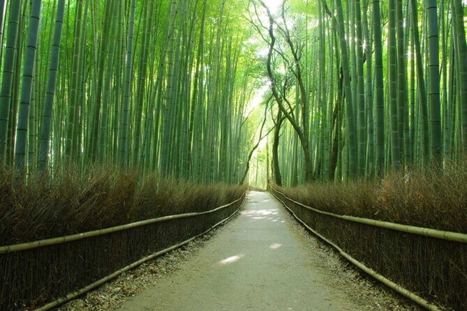 Kiyomizu dera Fushimi Inari and Nara Park Day Tour - The Experience in Detail