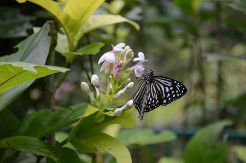 KL Green Escape: 4-Hour Gardens, Bird & Butterfly Tour - The Practicalities: What You Need to Know
