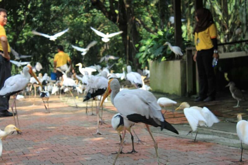 KL Green Escape: 4-Hour Gardens, Bird & Butterfly Tour - FAQ