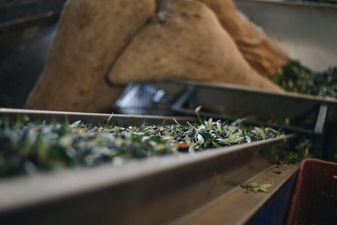 kleanthi-olive-farm-guided-tour-with-local-delicacies-tasting