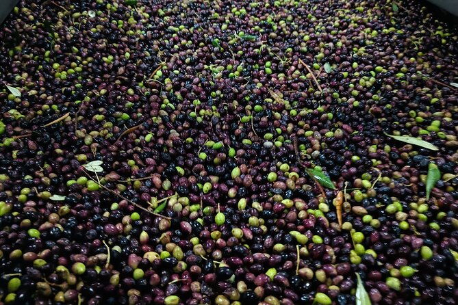 kleanthi-olive-farm-guided-tour-with-local-delicacies-tasting