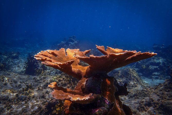 klein-bonaire-marine-park-snorkeling-excursion