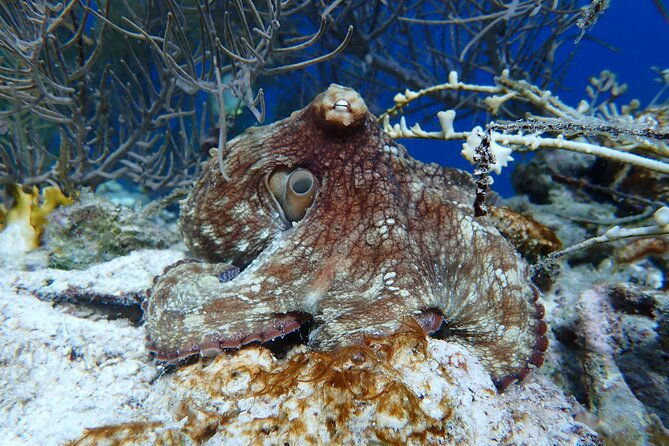 klein-bonaire-marine-park-snorkeling-excursion