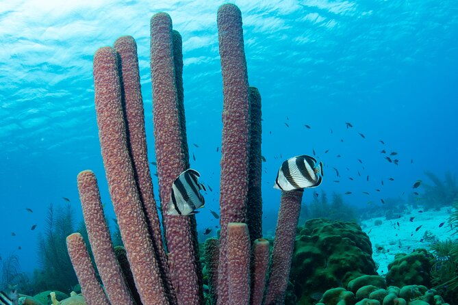 klein-bonaire-marine-park-snorkeling-excursion