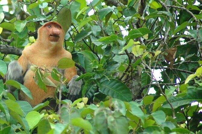 Klias River Safari from Kota Kinabalu - FAQ