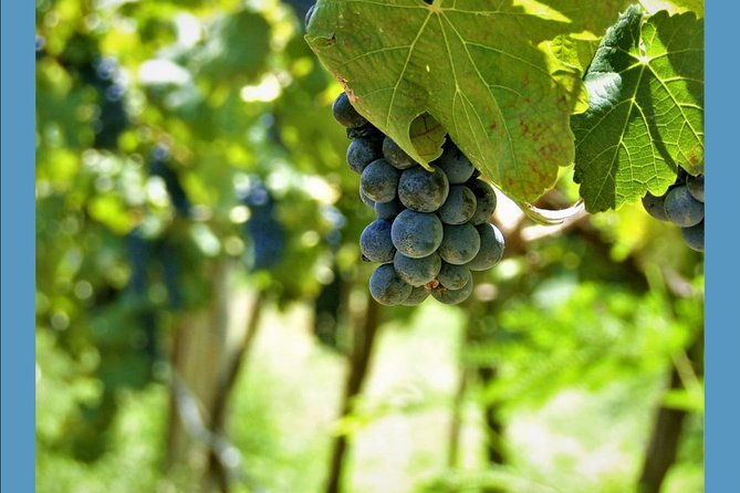 knossos-wine-more