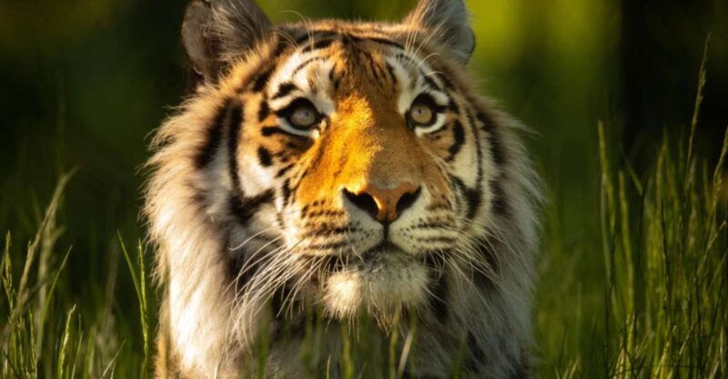 knowsley-safari-entry-tickets
