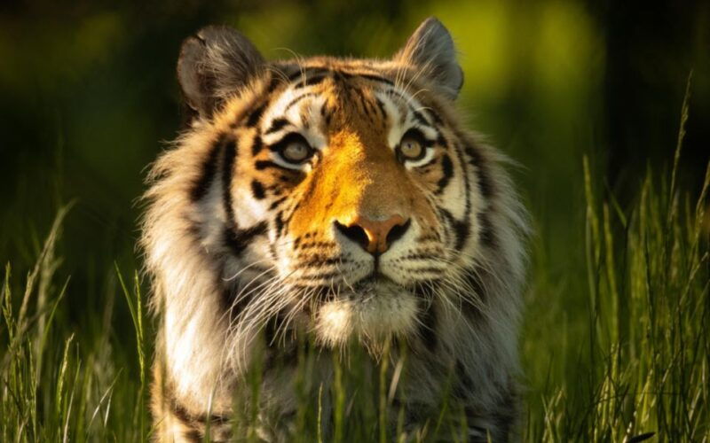knowsley-safari-entry-tickets
