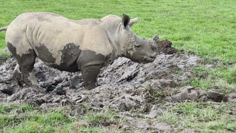 knowsley-safari-entry-tickets