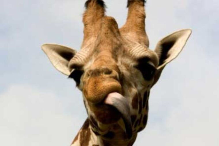 knowsley-safari-entry-tickets