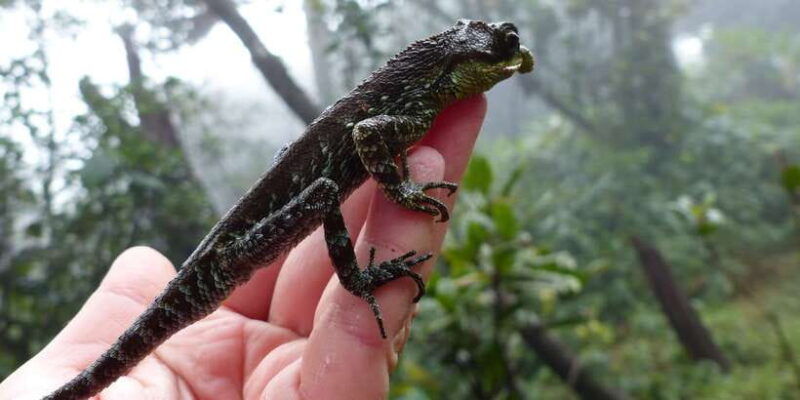 knuckles-leopard-trail-trek-from-kandy