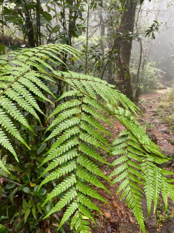 Knuckles: Wildlife Tours with FGASA Field Guides - Key Points