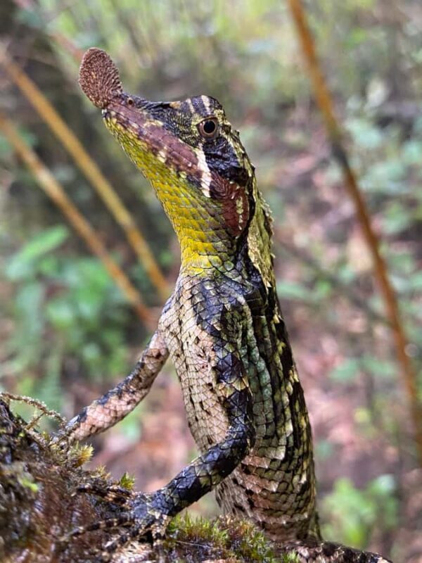 Knuckles: Wildlife Tours with FGASA Field Guides - FAQ