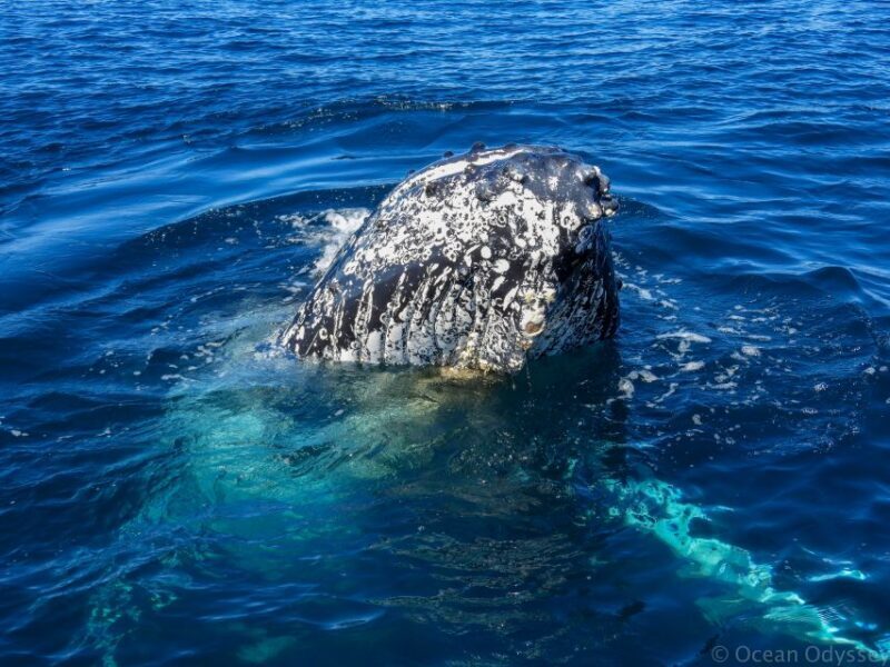 Knysna: Close Encounter Whale Watching Tour by Boat - Marine Life Beyond Whales