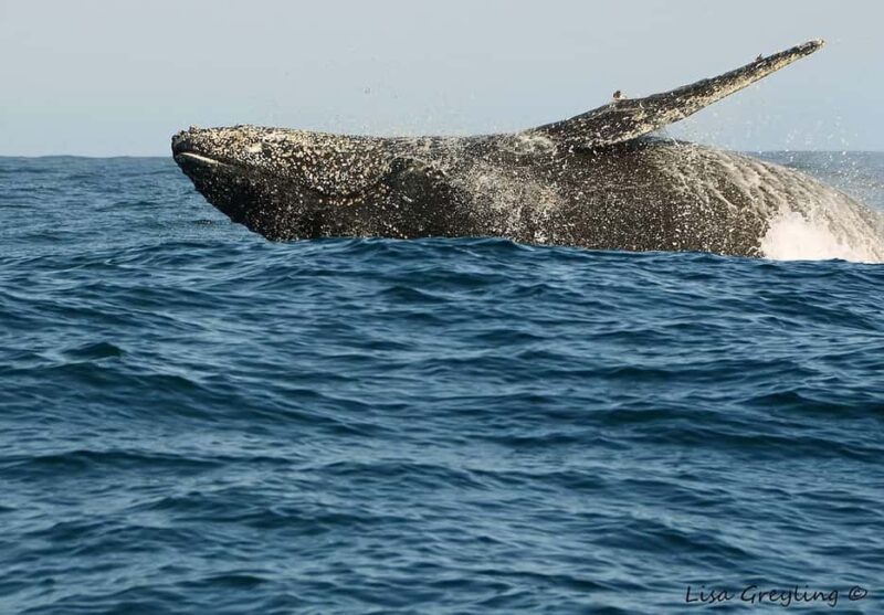 Knysna: Close Encounter Whale Watching Tour by Boat - The Experience on the Water