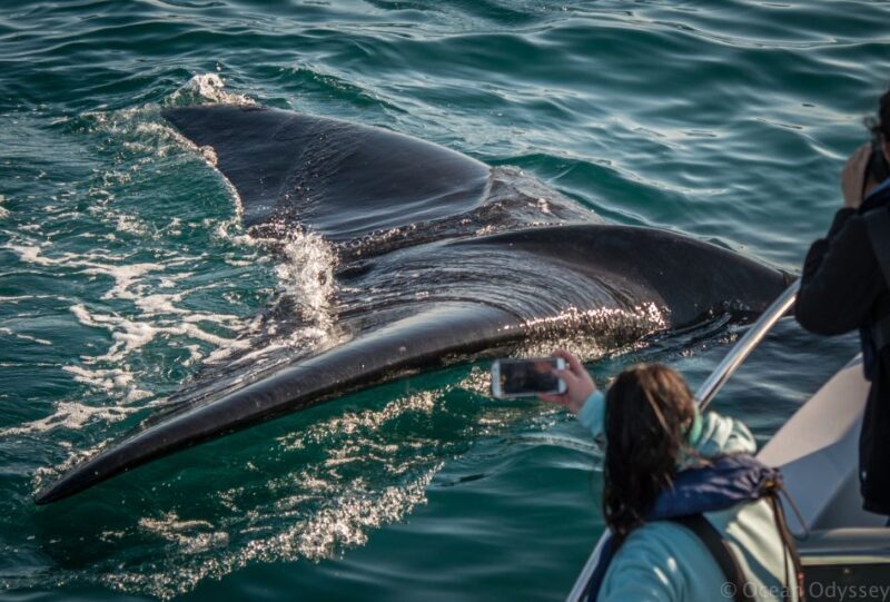 Knysna: Close Encounter Whale Watching Tour by Boat - Practical Details & Value