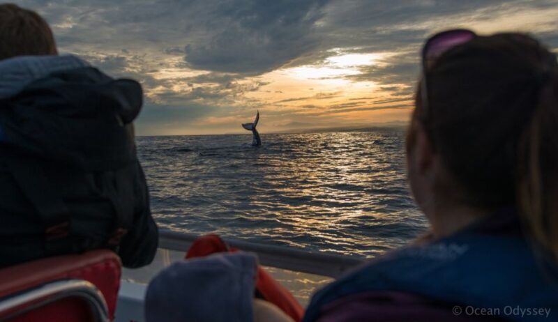Knysna: Close Encounter Whale Watching Tour by Boat - Who Would Enjoy This Tour?