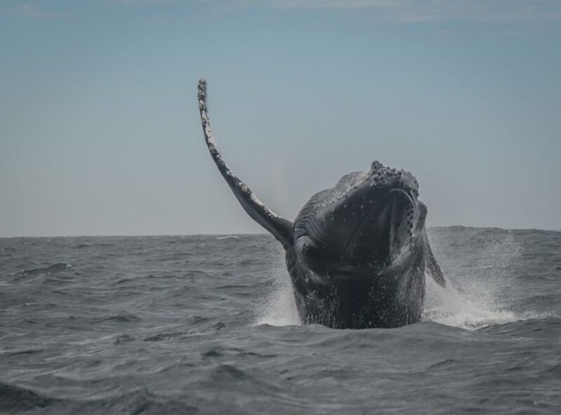 Knysna: Close Encounter Whale Watching Tour by Boat - The Sum Up