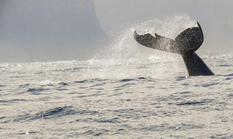 Knysna: Close Encounter Whale Watching Tour by Boat - FAQ