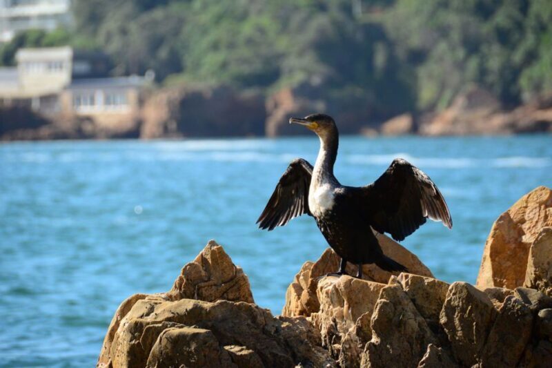 Knysna Heads and Estuary Adventure - Exploring the Tour: What to Expect