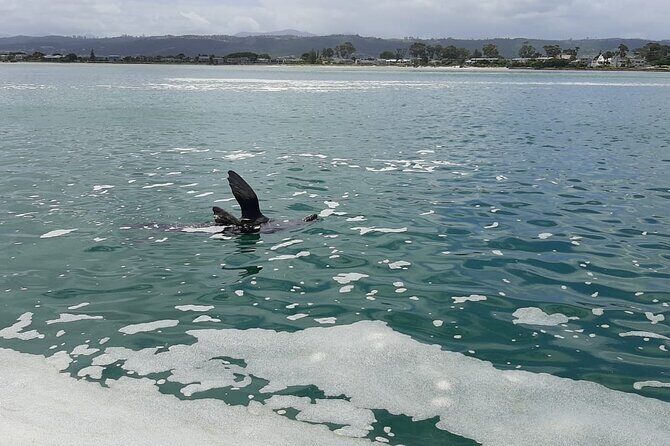 Knysna Lagoon Boat Cruises - Final Thoughts: Who Will Love This Experience?