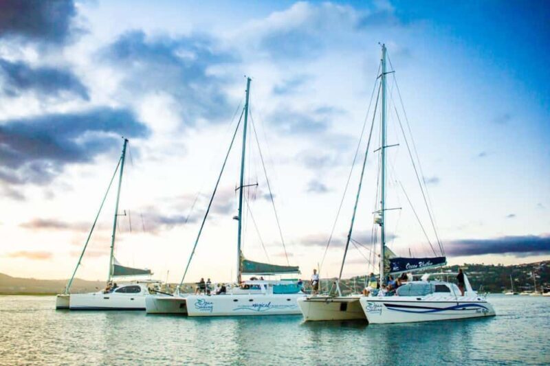 Knysna: Luxury Catamaran Marine Adventure Tour - Key Points