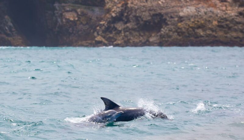 Knysna: Luxury Sunset Cruise with Captain's Barbeque - A Closer Look at the Experience